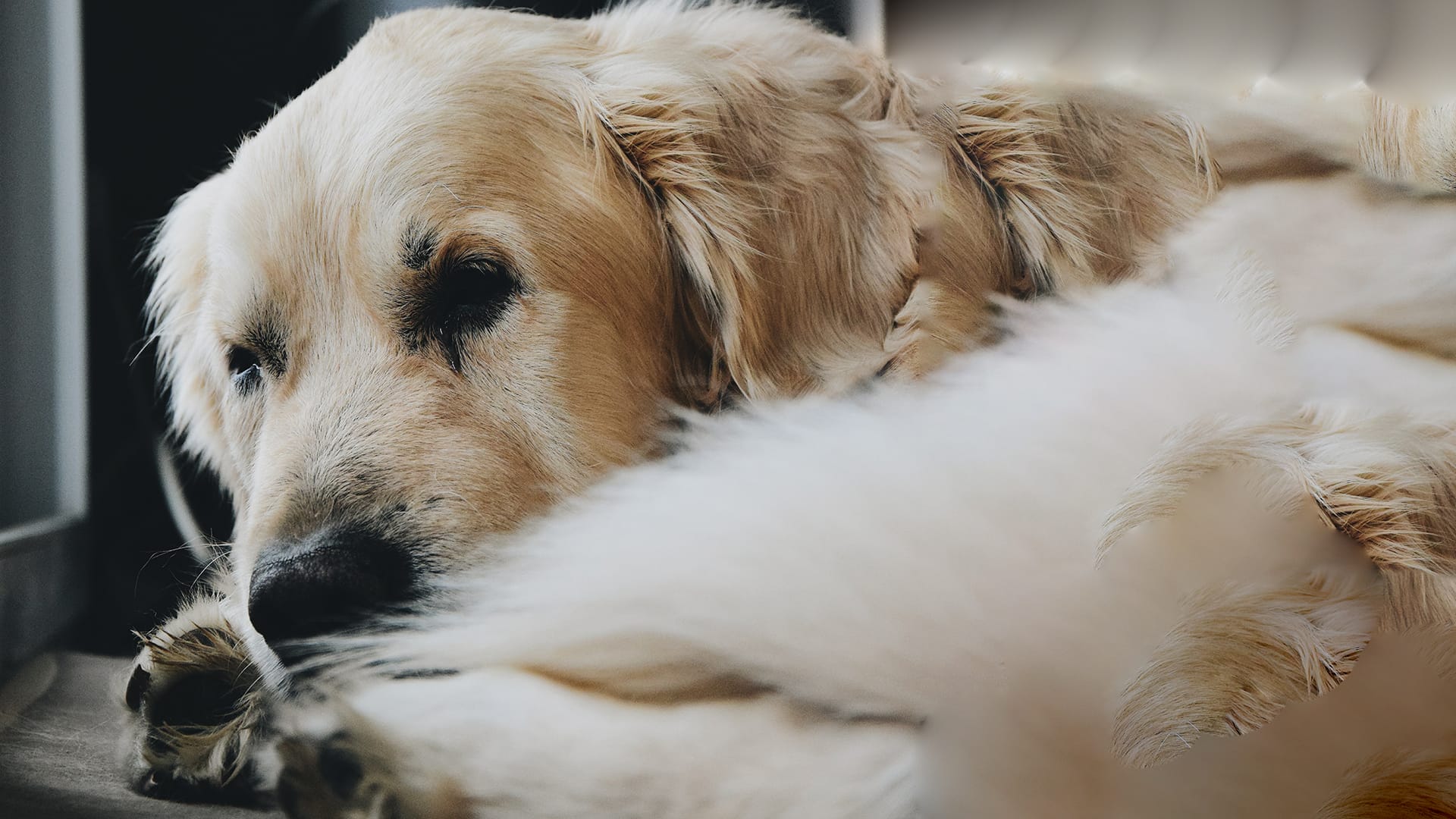 Wie reagieren Hunde auf den Tod? 2025 Pfotenforscher