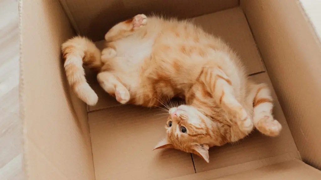 Katzen Karton Box